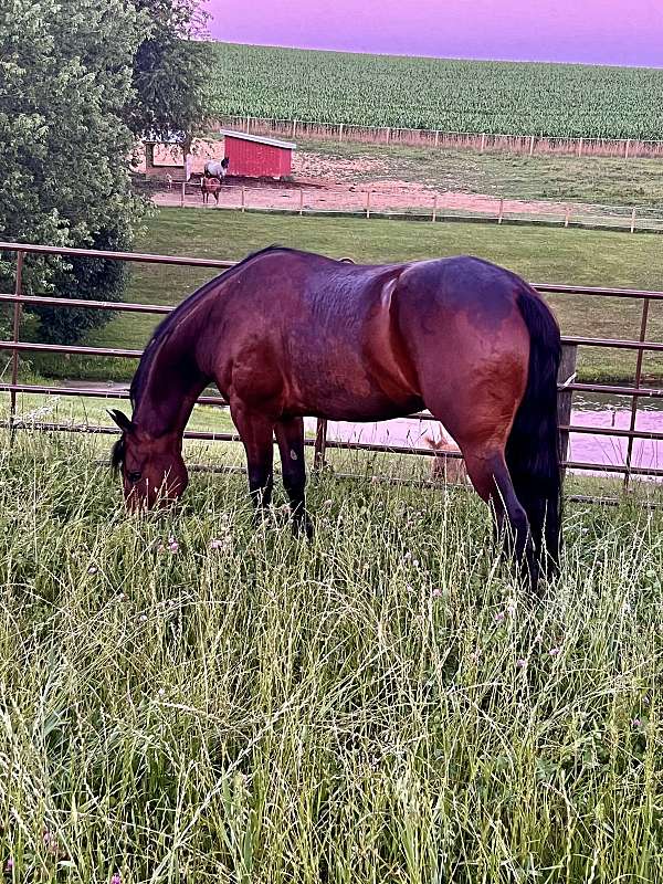 driving-horse-friesian