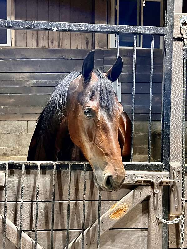 trail-horse-friesian