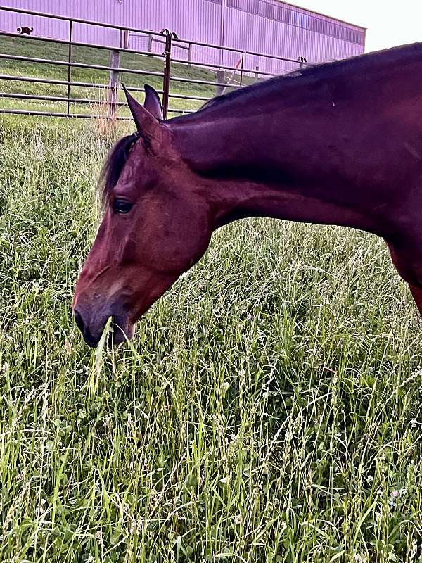 all-around-friesian-horse