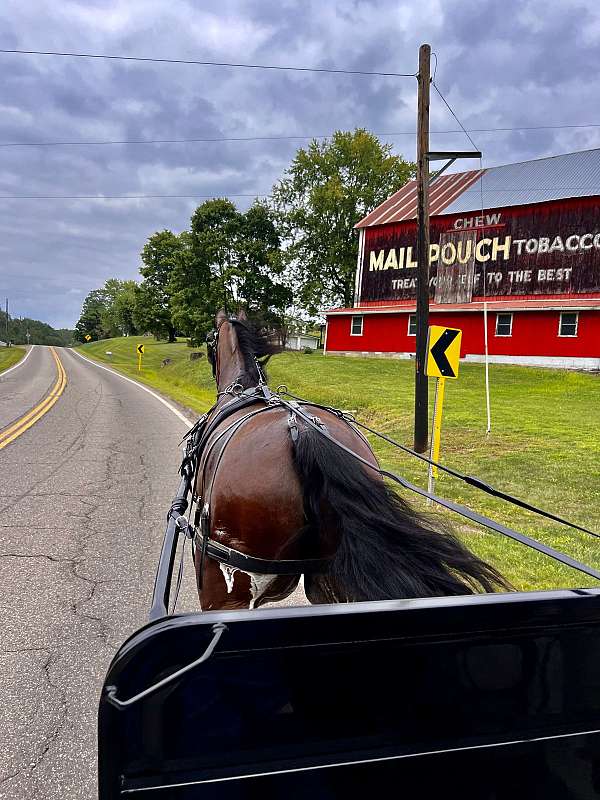 fresno-friesian-horse