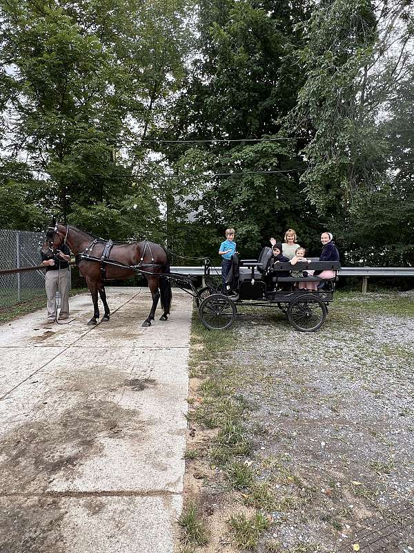 ride-or-drive-friesian-horse