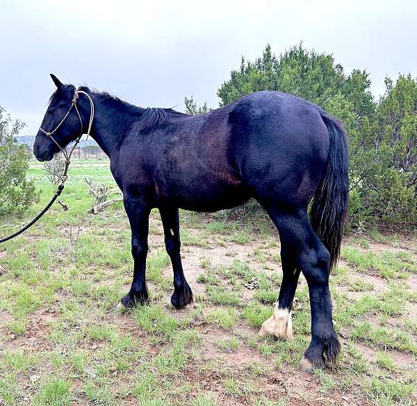 black-star-horse