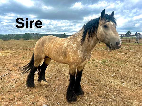 black-gypsy-vanner-colt