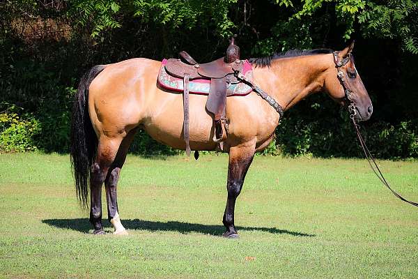 Big Stout Made Gentle Lineback Dun Mare, Quiet and Easy Going