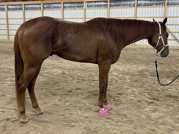 appaloosa-gelding