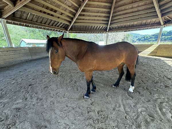 aqh-percheron-horse