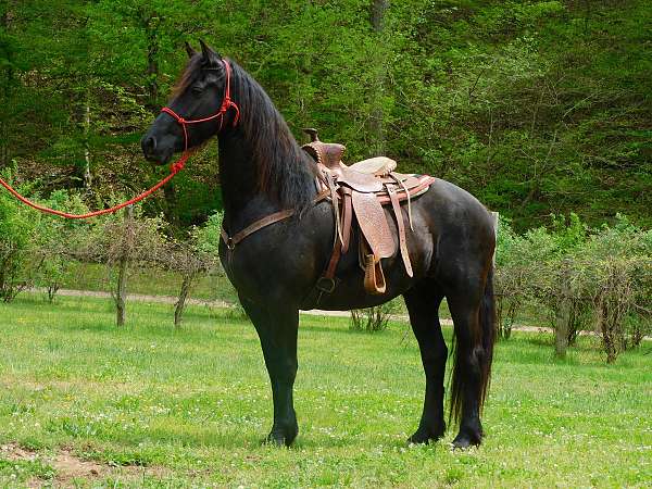 black-none-horse