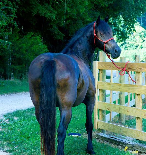 16-hand-friesian-mare