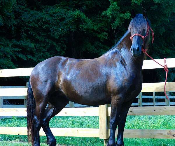 black-friesian-for-sale