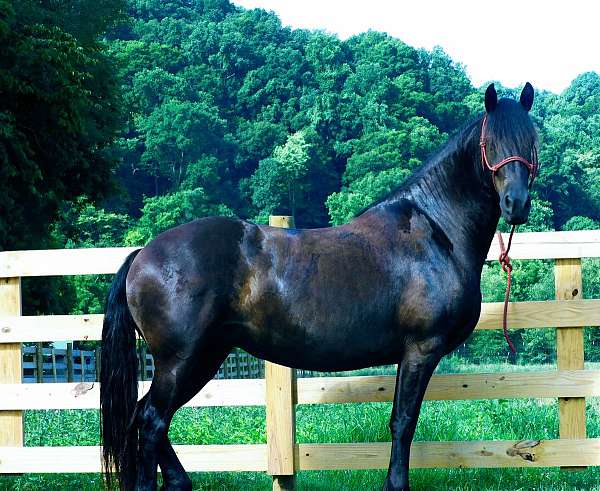 16-hand-friesian-horse