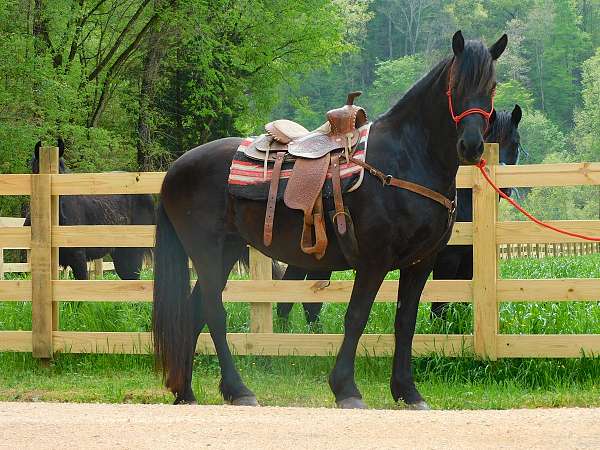 black-mare-for-sale