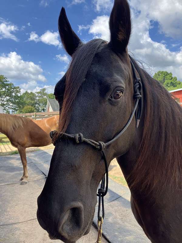 tennessee-walking-gelding