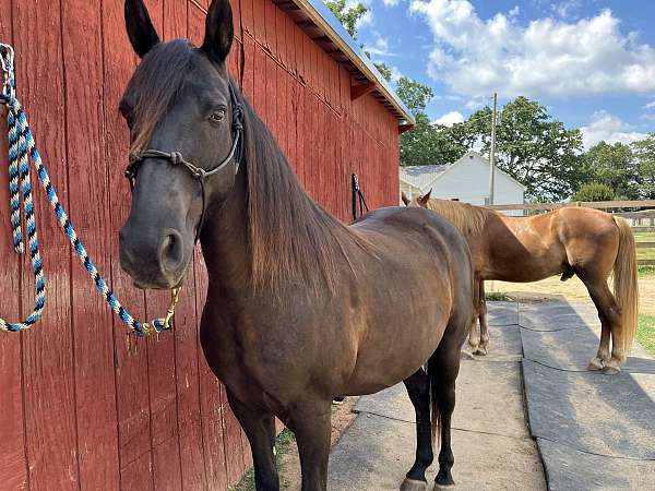 tennessee-walking-horse