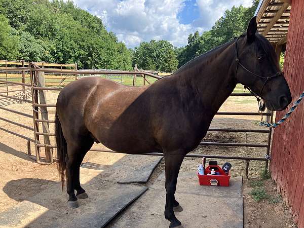 tennessee-walking-horse-for-sale