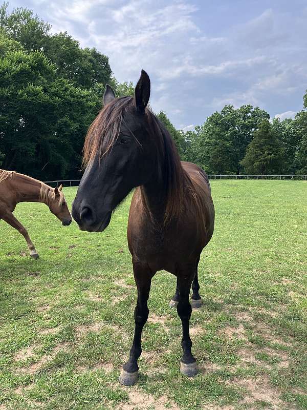 small-white-star-horse