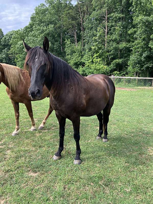 all-around-tennessee-walking-horse