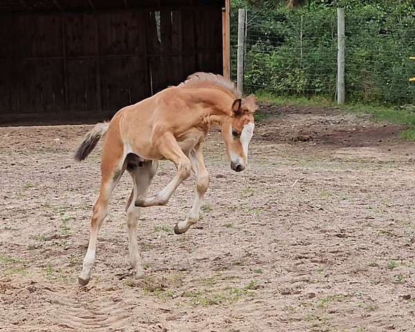 4h-connemara-pony