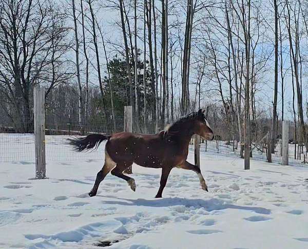 4h-connemara-pony