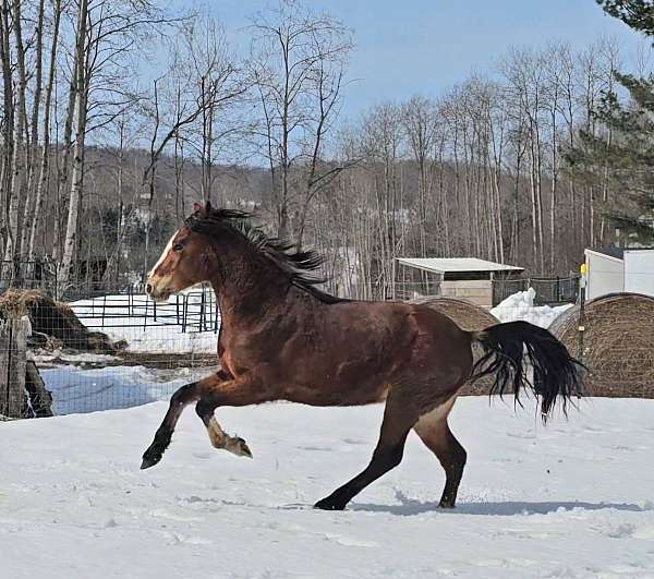 and-more-connemara-pony