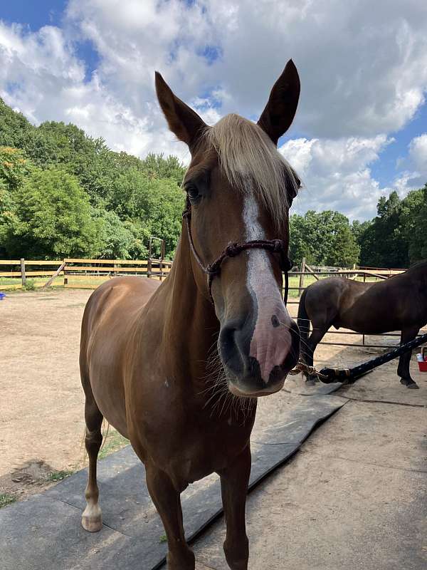 flaxen-mane-trained-kentucky-mountain-horse