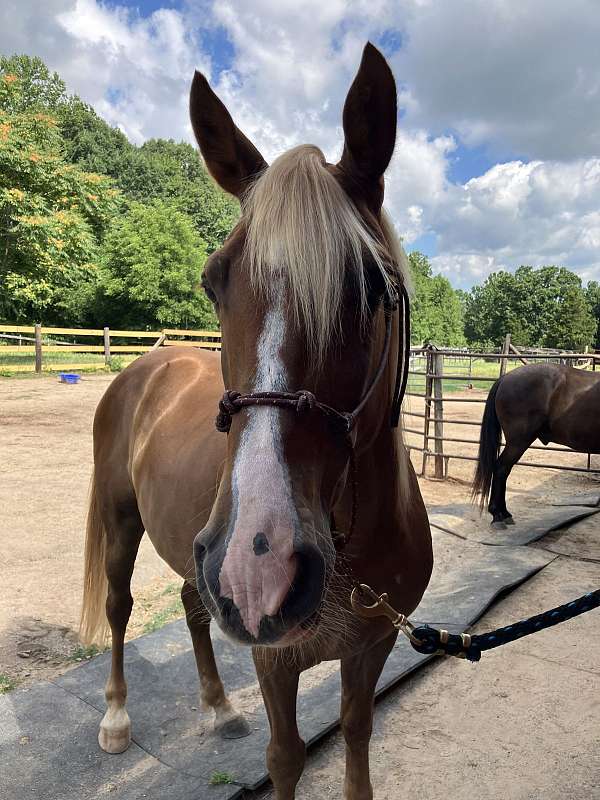 kentucky-mountain-gelding