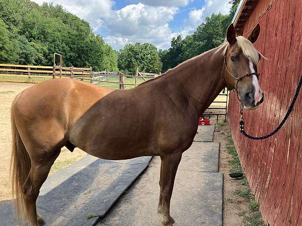 kentucky-mountain-horse-for-sale