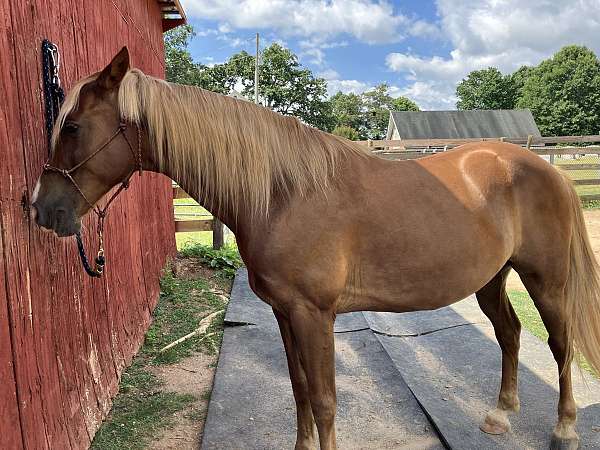 kentucky-mountain-horse