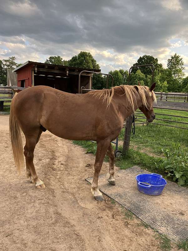 sorrel-flaxen-mane-trained-horse