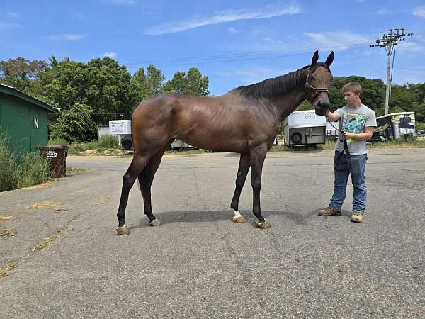 vanlandingham-thoroughbred-horse