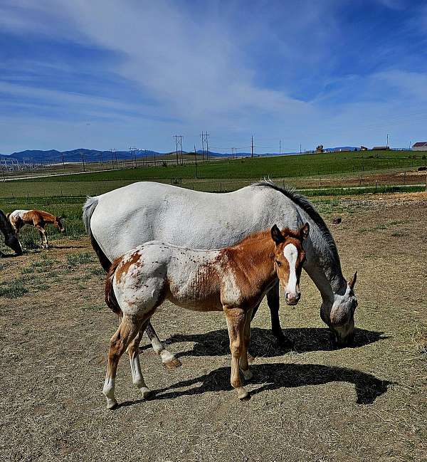 roan-out-leopard-horse