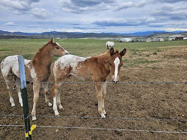 sorrel-blanket-with-spots-horse