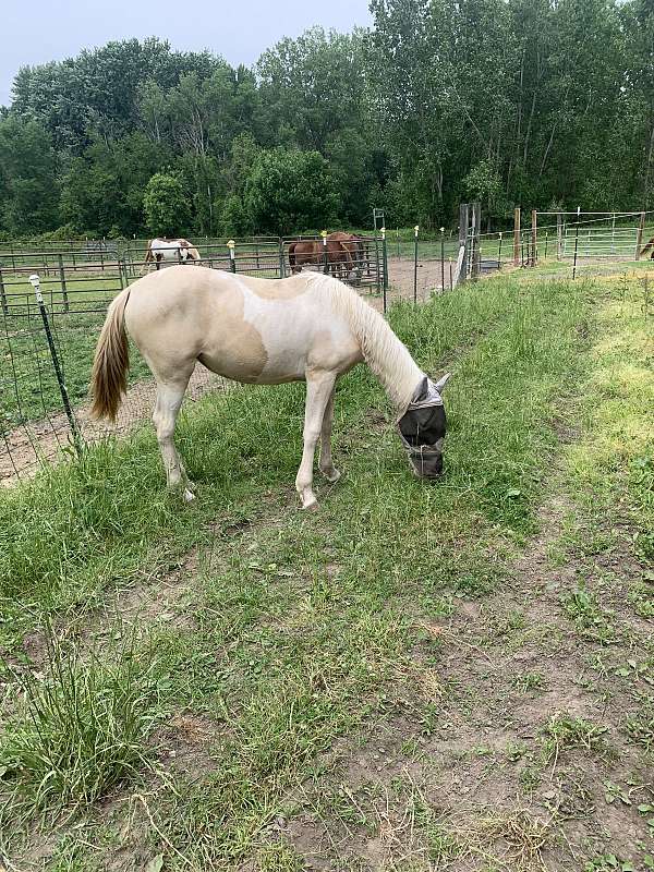 tobiano-spotted-saddle-filly