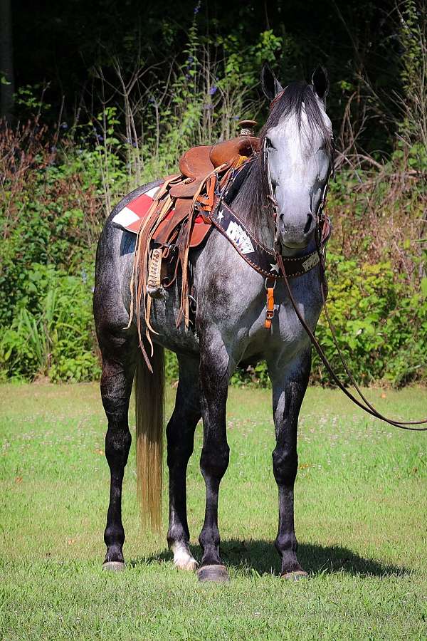 ranch-work-quarter-horse