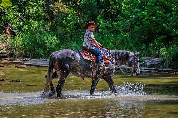 athletic-quarter-horse