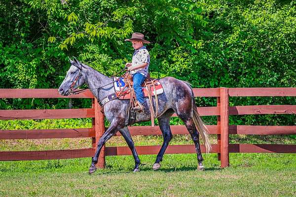 trail-quarter-horse