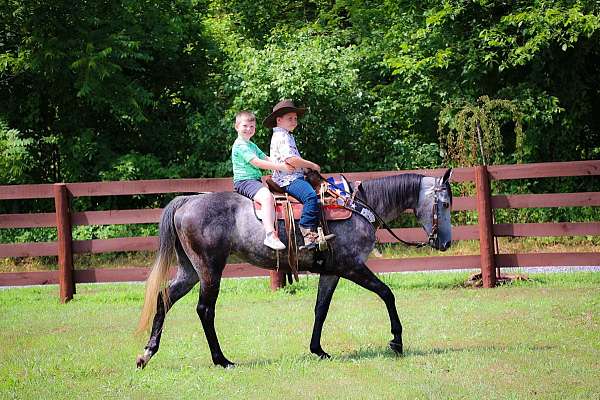 husband-safe-quarter-horse