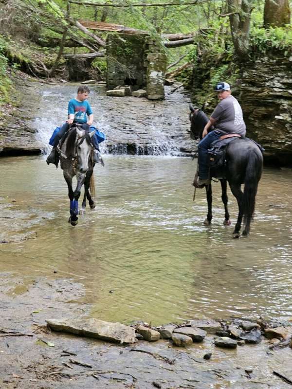 kid-safe-quarter-horse