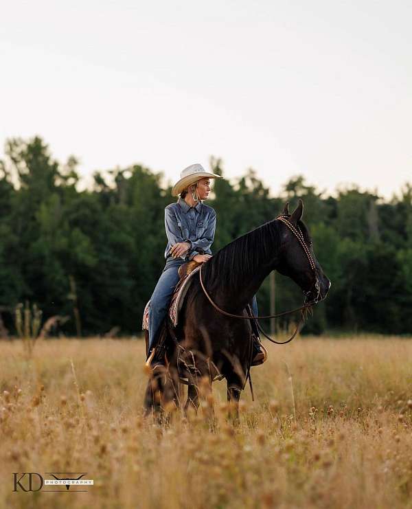 beginner-safe-tennessee-walking-horse