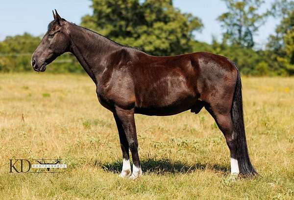 gaited-tennessee-walking-horse