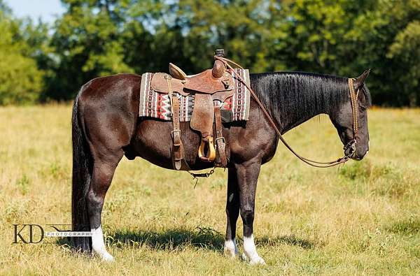 all-around-tennessee-walking-horse