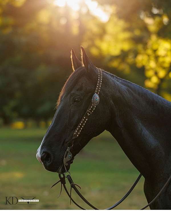 family-horse-tennessee-walking