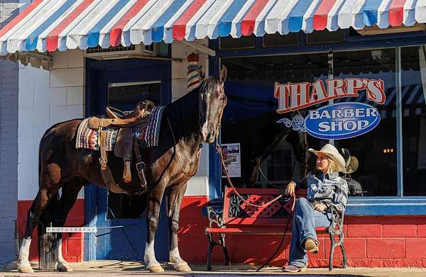 missouri-fox-trotter-tennessee-walking-horse