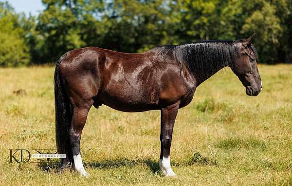 trail-tennessee-walking-horse