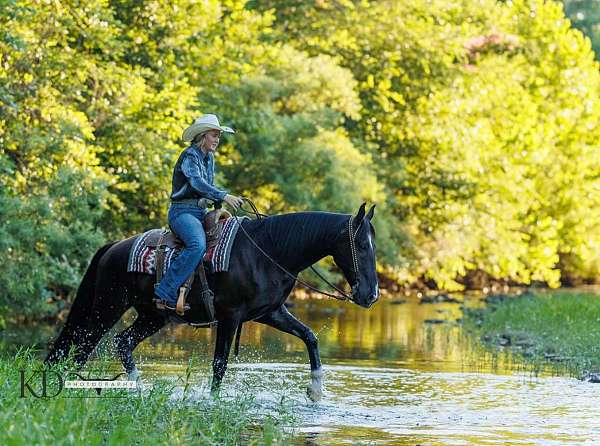 beginner-tennessee-walking-horse