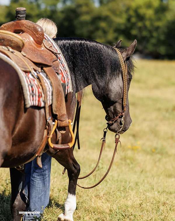 flashy-tennessee-walking-horse