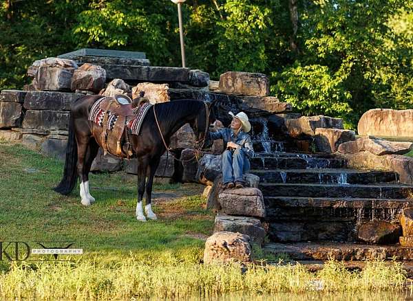 husband-safe-tennessee-walking-horse