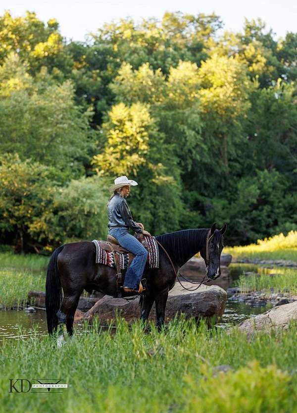 kid-safe-tennessee-walking-horse