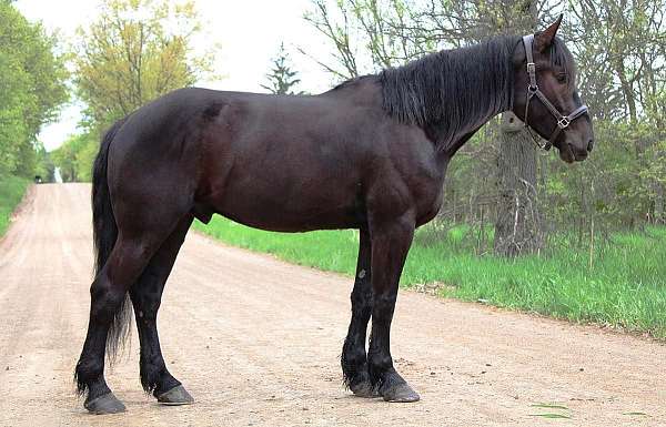 black-none-horse