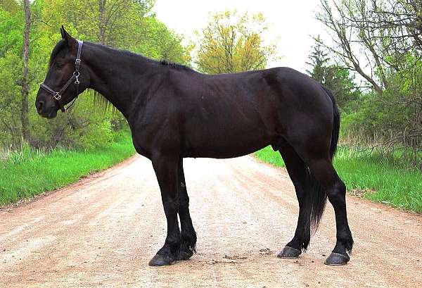 friesian-sport-horse