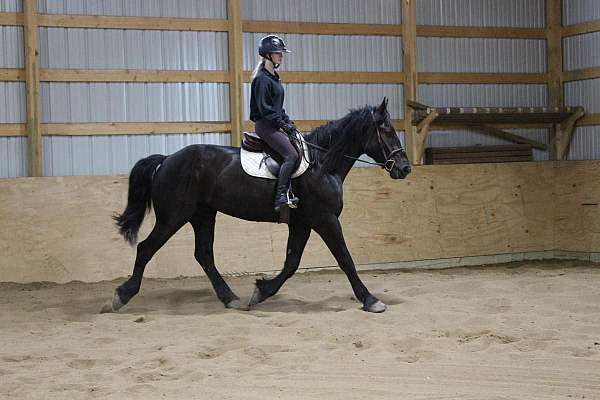 percheron-friesian-horse